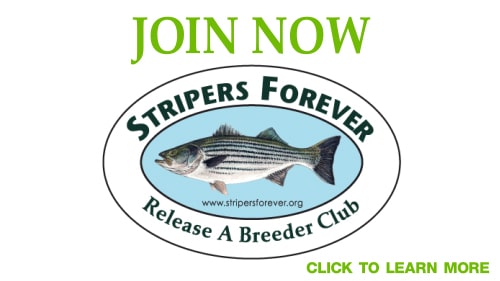  Striped Bass Lures Saltwater