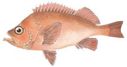 tlantic » Maine Saltwater Fishing Fish Species