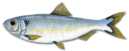 Maine Saltwater Fish Species List for Easy Identification