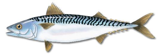 Atlantic Mackerel