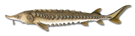 atlantic sturgeon