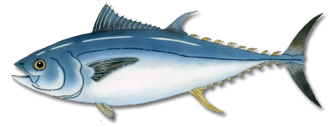 Bluefin Tuna