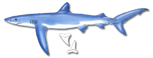 Blue Shark - Maine Saltwater Fishing