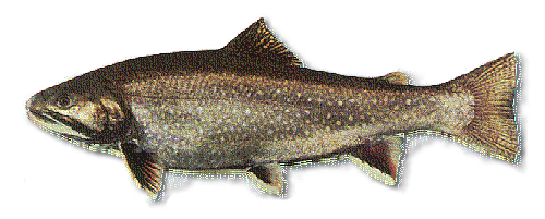 Atlantic Mackerel » Maine Saltwater Fishing » Fish Species Information