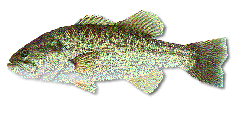 Largemouth Bass: Species Information: Fisheries: Fish & Wildlife: Maine  Dept of Inland Fisheries and Wildlife