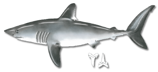 Porbeagle Shark