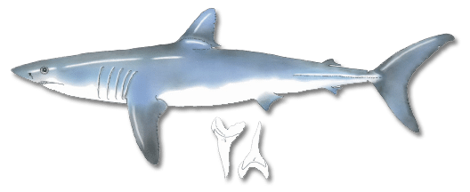 Shortfin Mako Shark