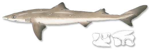 Atlantic Spiny Dogfish