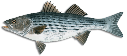 Striped Bass png images