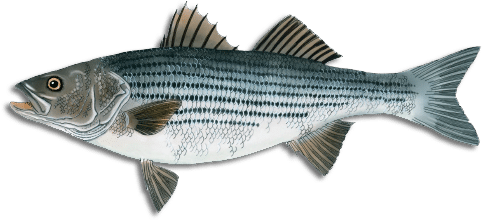 Shop Maine's Most Popular Fishing Gear: Striped Bass, Sharks, Tuna